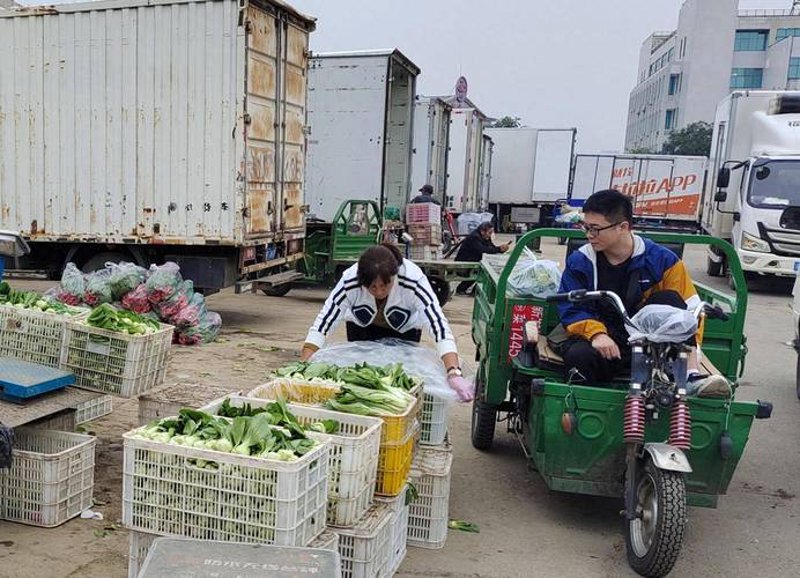 黄瓜批发